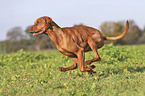 running Magyar Vizsla