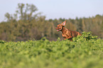 running Magyar Vizsla