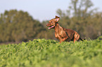 running Magyar Vizsla