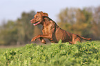 running Magyar Vizsla