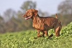 running Magyar Vizsla