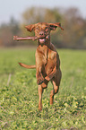 running Magyar Vizsla