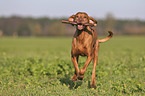 running Magyar Vizsla