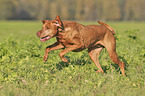 running Magyar Vizsla