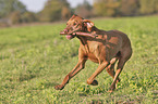 running Magyar Vizsla