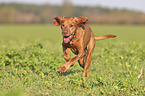 running Magyar Vizsla