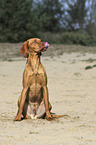 sitting Magyar Vizsla