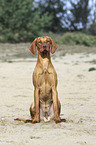 sitting Magyar Vizsla