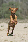 running Magyar Vizsla