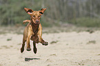 running Magyar Vizsla