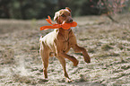 running Magyar Vizsla