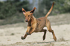 running Magyar Vizsla