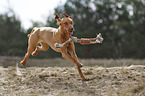 running Magyar Vizsla