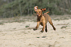 running Magyar Vizsla