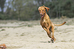 running Magyar Vizsla