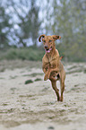 running Magyar Vizsla