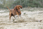 running Magyar Vizsla