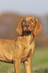 standing Magyar Vizsla puppy