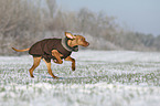 running Magyar Vizsla