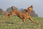 running Magyar Vizsla