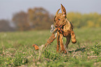 running Magyar Vizsla puppy