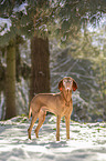 standing Magyar Vizsla