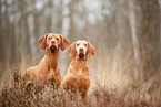 2 Magyar Vizsla Dogs