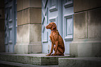 young Magyar Vizsla