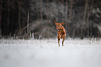 young Magyar Vizsla