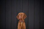 young Magyar Vizsla