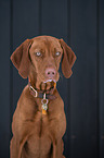 young Magyar Vizsla