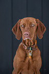 young Magyar Vizsla