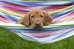 shorthaired Magyar Vizsla Puppy