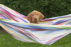 shorthaired Magyar Vizsla Puppy