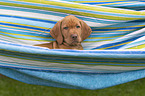 shorthaired Magyar Vizsla Puppy