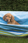 shorthaired Magyar Vizsla Puppy