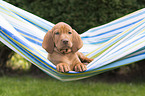 shorthaired Magyar Vizsla Puppy