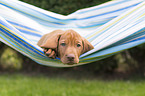 shorthaired Magyar Vizsla Puppy