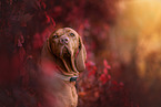 Magyar Vizsla in autumn