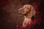 Magyar Vizsla in autumn