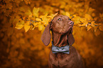 Magyar Vizsla in autumn