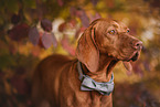 Magyar Vizsla in autumn