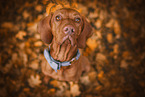 Magyar Vizsla in autumn