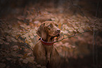 Magyar Vizsla in autumn