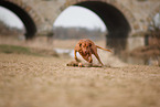 Magyar Vizsla in autumn