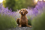 Magyar Vizsla in summer