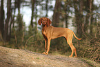 Magyar Vizsla