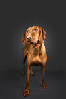 Magyar Vizsla