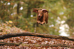 Magyar Vizsla in autumn