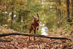 Magyar Vizsla in autumn